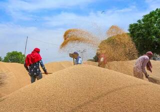 india made blue print to export wheat to these countries in between russia ukraine disaster રશિયા-યૂક્રેન યુદ્ધની વચ્ચે ભારતને ફાયદો, આ 9 દેશોમાં વધશે ભારતનો ઘઉંનો વેપાર, નિકાસની બ્લૂપ્રિન્ટ બનાવી