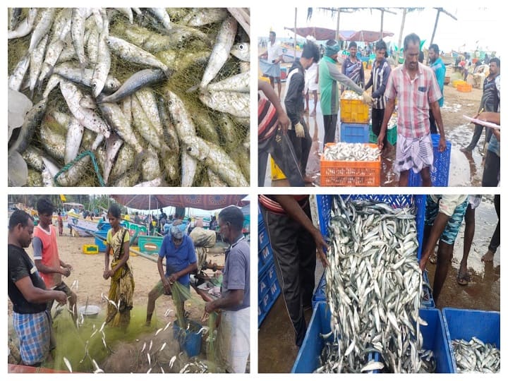 Increased fish stocks in Nagapattinam after 5 months - Fishermen suffer due to low prices நாகையில் அதிகரித்த மத்தி மீன் வரத்து -  கிலோ 30 ரூபாய்க்கு விற்பதால் மீனவர்கள் கவலை