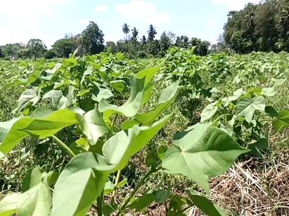 Fertilizer shortage in Mayiladuthurai district worries farmers மயிலாடுதுறை மாவட்டத்தில் கடும் உரம் தட்டுப்பாடு - பருத்தி விவசாயிகள் கவலை