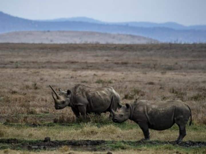 Killing Of Specific Female Rhinos Sharply Increases Black Rhino Extinction Risk Says Study Killing Of Specific Female Rhinos Sharply Increases Black Rhino Extinction Risk: Study
