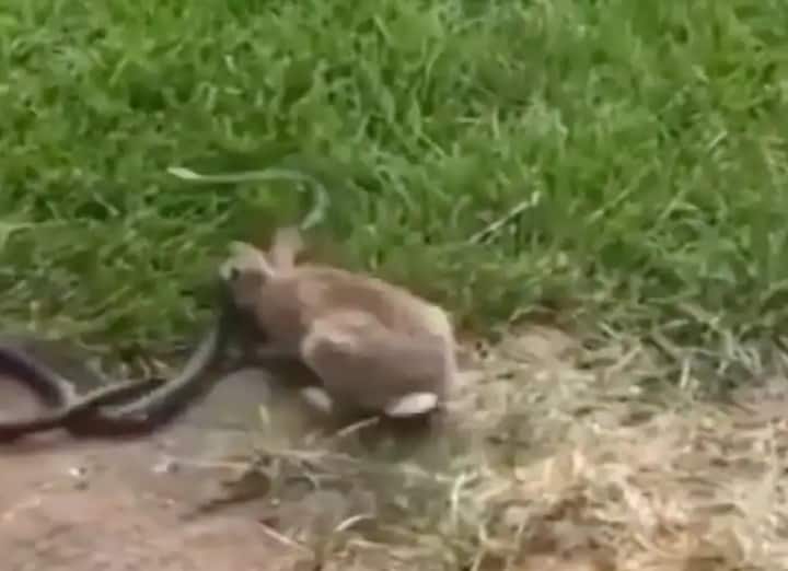 rabbit fighting with snake social media users started praising courage of rabbit Viral Video : ससा आणि सापाची झुंज पाहिलीय का? तुफान लढतीचा व्हिडीओ व्हायरल