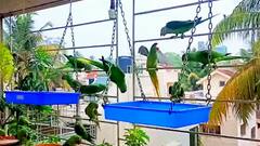 Pune: पुण्यातील पासलकर कुटुंबाकडे भरते पोपटांची मैफल, जाणून घ्या काय आहे बातमी