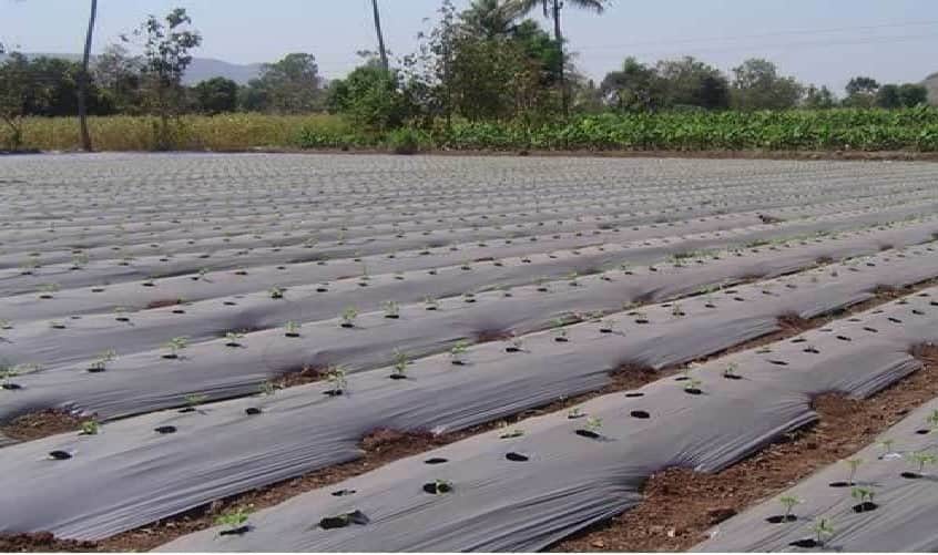 Mulching Farming: મલ્ચિંગ એટલે શું ? જાણો આ પદ્ધતિથી ખેતી કરવાથી શું થાય છે લાભ Mulching Farming: Know what is mulching farming and benefit of it Mulching Farming: મલ્ચિંગ એટલે શું ? જાણો આ પદ્ધતિથી ખેતી કરવાથી શું થાય છે લાભ