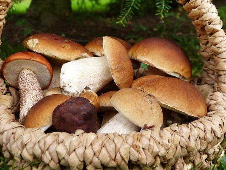 Mushrooms protect women from Breast cancer Mushrooms: మహిళలూ పుట్టగొడుగులు తింటున్నారా? అయితే మీకు ఇది శుభవార్తే