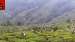 Darjeeling: চা শ্রমিকদের দাবি আদায়ে আমরণ অনশনে বসলেন হামরো পার্টির প্রধান ও তাঁর স্ত্রী। Bangla News