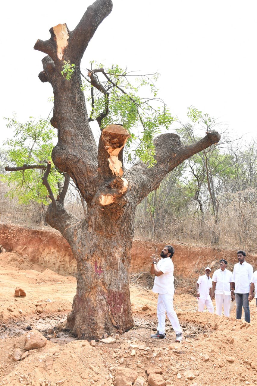 Telangana: Mahabubnagar District Administration Translocate 4 100-Year-Old Giant Trees To Eco Park - Watch