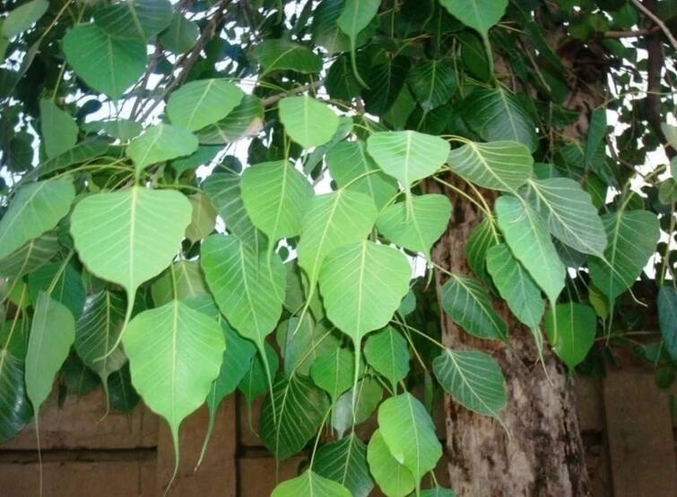 rajasthan peepal puja vidhi to get rid of all the problems know the method ANN Peepal Puja Vidhi: एक लोटे जल से ग्रह दोष होंगे दूर और पितृ होंगे प्रसन्न, जानें- कैसे करें अनुष्ठान