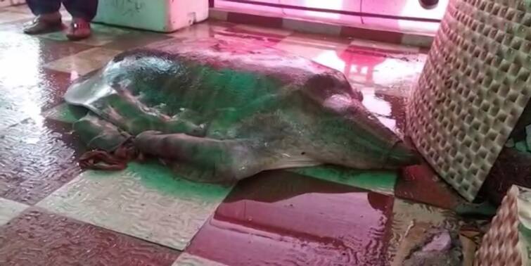 Alipurduar Giant turtle recovered  from being smuggled  by police and returned to forest department Alipurduar News: পুলিশ দেখে চম্পট পাচারকারী দল, পা বাঁধা অবস্থায় উদ্ধার হল বিশালাকার কচ্ছপ