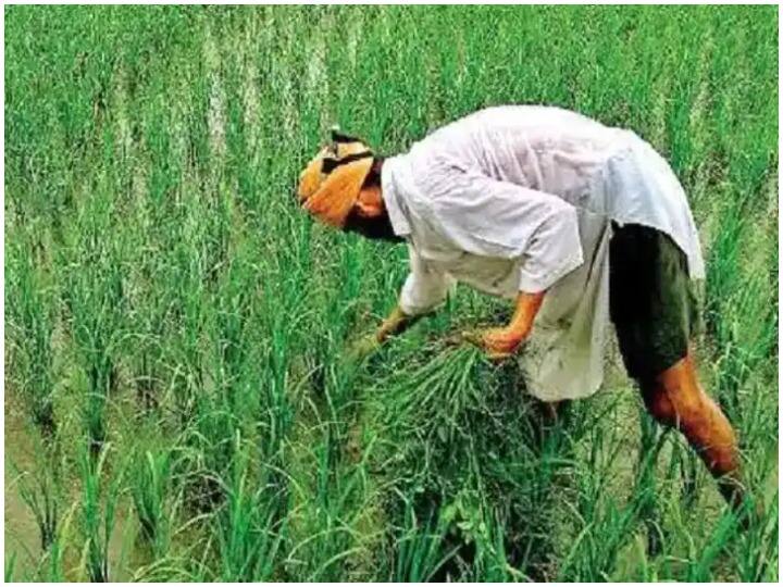 MP government has given big relief to gram farming purchase limit increased ANN MP News: मध्य प्रदेश में चना उत्पादक किसानों को शिवराज सरकार की सौगात, मिलेगा ये फायदा