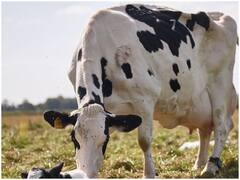 पानी की कमी से जूझने वाले बनासकांठा की ऐसे बदली तकदीर, जानें कैसे बहने लगी दूध की नदियां