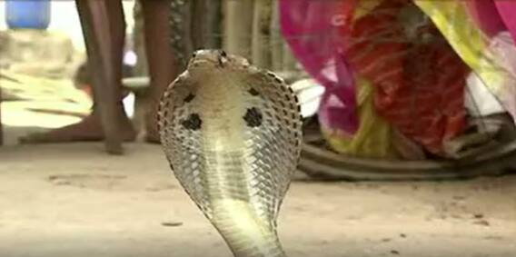 Snake Catchers Problems in Srikakulam: తరాల తరబడి అదే వృత్తి.. గుర్తించాలంటూ వినతి | ABP Desam