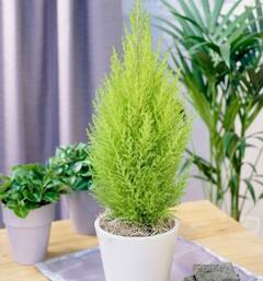 Vastu Tips:ઘરની આ દિશામાં લગાવો આ વિદ્યાનો છોડ, થોડા દિવસમાં જ બદલી જશે ભાગ્ય