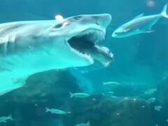 बड़ी मछली को झट से निगल गई शार्क, वीडियो देख लोगों के छूटे पसीने