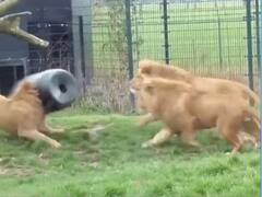 डिब्बे में मुंह फंसने के बाद शेर की हालत हुई खराब, वीडियो देख लोगों की छूटी हंसी