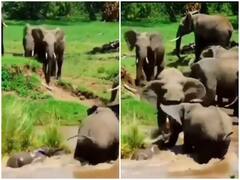 तेज बहाव में बह रहे बच्चे की मदद के लिए दौड़ पड़ी मां, दिल जीत लेगा वीडियो 