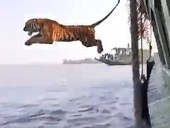 Watch: बोट में टाइगर ने लगाई अद्भुत छलांग, वीडियो देख याद आ जाएगा 'लाइफ ऑफ पाई' का सीन