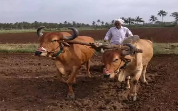 Gujarat govt take big decision in view of farmers check details Gujarat Agriculture News: ગુજરાતના ખેડૂતો માટે રાજ્ય સરકારે શું લીધો મોટો નિર્ણય ? જાણો વિગત