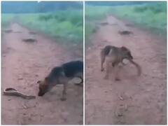 Viral: सड़क पर दिखी इलेक्ट्रिक ईल को कुत्ते ने समझा सांप, लगा 440 वोल्ट का करंट