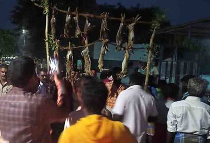 Rabbit hunting festival in the villages of Perambalur district பெரம்பலூர் மாவட்டத்தில் உள்ள கிராமங்களில் முயல் வேட்டை திருவிழா கோலகலம்