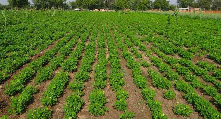 Farmers to cultivate this crop in last days of april and earns profit Agriculture News: એપ્રિલના અંતિમ પખવાડિયામાં ખેડૂતો કરે આ પાકની વાવણી, ઓછા સમય અને ઓછા ખર્ચે થશે મલબખ કમાણી