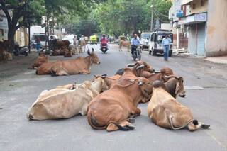 રખડતા ઢોર માટે બનેલા કાયદા મામલે માલધારી સમાજ લડી લેવાના મૂડમાં, સીએમ સાથે કરશે બેઠક