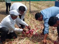 In Pics : नगरच्या पठ्ठ्याची कमाल! एक एकरात तब्बल 25 टन कांदा पिकवला