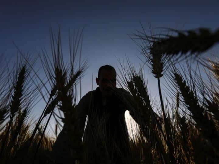Egypt Approves India As A Wheat Supplier As Russia-Ukraine Conflict Leaves A Void Egypt Approves India As A Wheat Supplier As Russia-Ukraine Conflict Leaves A Void