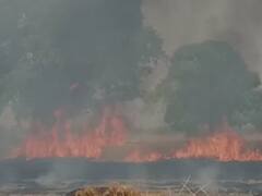 Auraiya News: रोशनपुर के खेतों में लगी आग, किसानों की 100 बीघा गेहूं की फसल जलकर राख