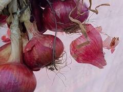 In Pics : नगरच्या पठ्ठ्याची कमाल! एक एकरात तब्बल 25 टन कांदा पिकवला