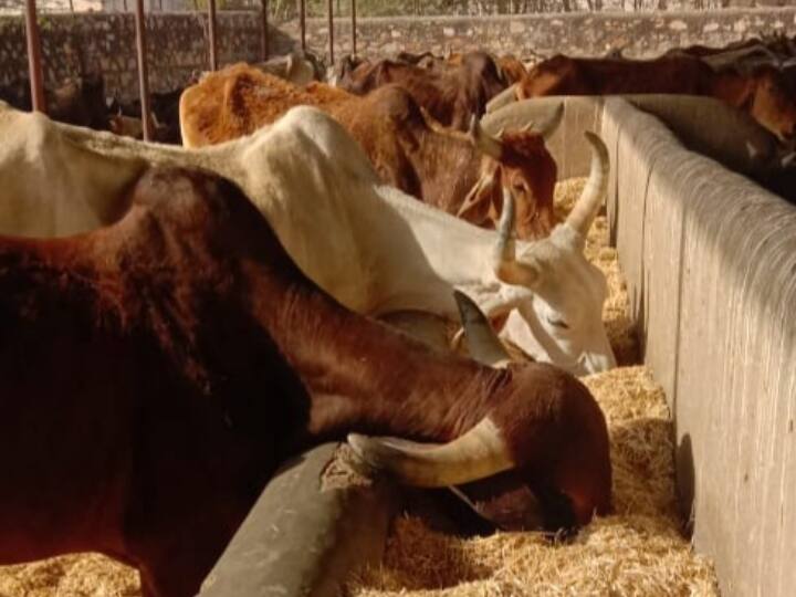 Rajasthan: राजस्थान में अब पशु पालने के लिए लेना होगा लाइसेंस, अच्छे से रख रखाव नहीं करने पर लगेगा जुर्माना Rajasthan animal husbandry license is Mandatory now fine will be imposed for not maintaining it properly ANN Rajasthan: राजस्थान में अब पशु पालने के लिए लेना होगा लाइसेंस, अच्छे से रख रखाव नहीं करने पर लगेगा जुर्माना