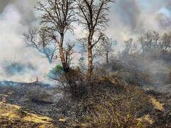 Jharkhand Forest Fire: झारखंड के जंगलों में लगी आग वन्यजीवों के लिए खतरा, पलायन की मजबूरी