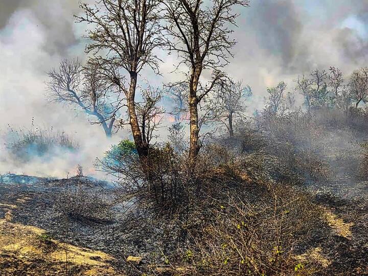 Fire in the forests of Jharkhand became a threat to wildlife, many endangered reptiles burnt Jharkhand Forest Fire: झारखंड के जंगलों में लगी आग वन्यजीवों के लिए खतरा, पलायन की मजबूरी