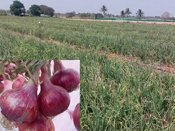 25 tons of onion was grown in one acre ahmednagars farmer did Impossible thing possible अशक्य गोष्ट शक्य करुन दाखवली, एक एकरात तब्बल 25 टन कांदा पिकवला, नगरच्या पठ्ठ्याची कमाल!
