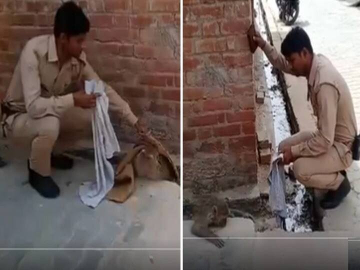 Policeman removed dead child from the womb of a monkey, see heart touching viral video तड़पती हुई बंदरिया के गर्भ से पुलिस ने निकाला मृत बच्चा, देखें दिल छू लेने वाला वीडियो