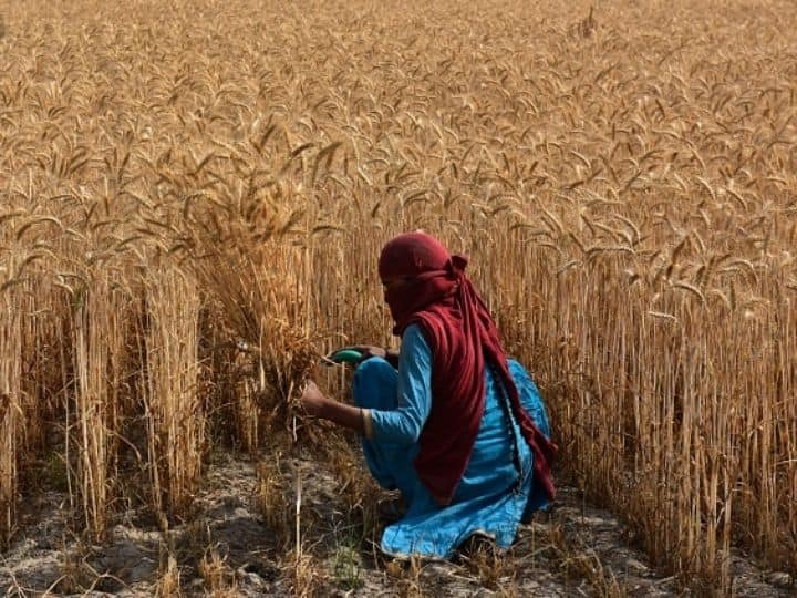 108.9 Lakh Paddy, 5.86 Lakh for Wheat Farmers Benefited With Procurement At MSP: Officials 108.9 Lakh Paddy, 5.86 Lakh for Wheat Farmers Benefited With Procurement At MSP: Officials