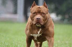 Sangrur District Magistrate Anmol Singh Dhaliwal said orders ban any kind of Pitbull Dogs, American Pitbull, American Bully, Pakistani Bully Breed Dogs ਕੁੱਤੇ ਰੱਖਣ ਉੱਤੇ ਰੋਕ :  ਪਿਟਬੁਲ ਅਤੇ ਅਮੇਰਿਕਨ - ਪਾਕਿਸਤਾਨੀ ਬੁਲੀ ਬਰੀਡ ਦੇ ਕੁੱਤੇ ਰੱਖਣ ਉੱਤੇ ਰੋਕ