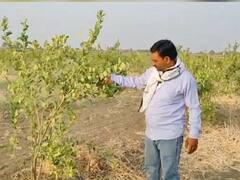 Lemon Farming: सागर में नींबू की खेती से किसान हुआ मालामाल, गर्मी में दाम बढ़ने से हुई बंपर आमदनी