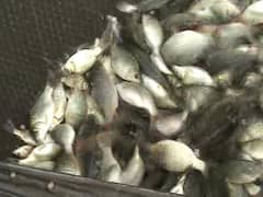 Chhattisgarh News: छत्तीसगढ़ में मछली पालन के लिए जीरो इंट्रेस्ट में मिलेगा लोन, जानें कैसे उठाएं लाभ?