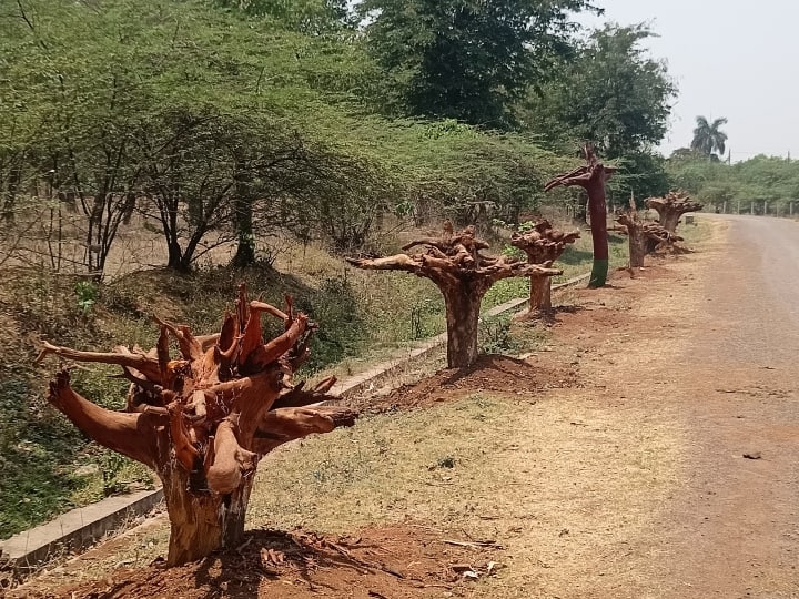 Durg Inverted trees are standing upside down on side of road know story behind it ANN Durg News: दुर्ग में आखिर क्यों सड़क के किनारे उल्टे खड़े हैं पेड़? जानिए इसके पीछे की कहानी