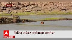 Shiv Sena Milind Narvekar : मिलिंद नार्वेकर ताडोबा सफरीवर, पाणवठ्यावर टिपली वाघांची दृश्य ABP Majha