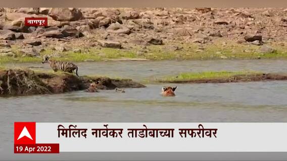 Shiv Sena Milind Narvekar : मिलिंद नार्वेकर ताडोबा सफरीवर, पाणवठ्यावर टिपली वाघांची दृश्य ABP Majha