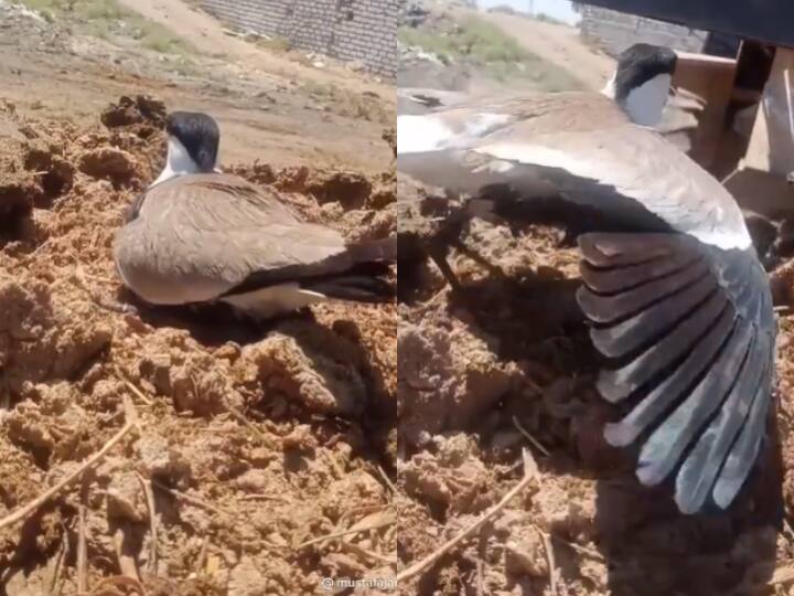 Anand Mahindra's Latest Tweet Attracts Mixed Reaction Posts Video Of Bird Protecting Its Next 'Maa Tujhe Salaam': Anand Mahindra's Latest Video Post Attracts Mixed Reaction — Here's Why