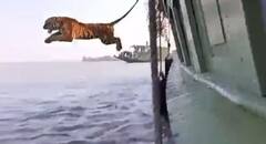 Viral Video: ભારતમાં આ જગ્યાએ વાઘ બોટમાંથી છલાંગ લગાવી તરવા લાગ્યો, લોકોને યાદ 'લાઇફ ઑફ પાઇ'