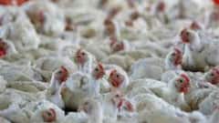 Chicken Price Hike: ক্রেতাদের পকেটে ছ্যাঁকা, বাজারে মুরগির মাংস প্রায় ২৫০ টাকা কেজি!।Bangla News