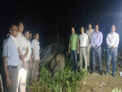 Chhattisgarh News: 5 ग्रामीणों की जान लेने वाली हथिनी की गरियाबंद वन मंडल में मौत, मुंह में छाले हो जाने से मौत की आशंका