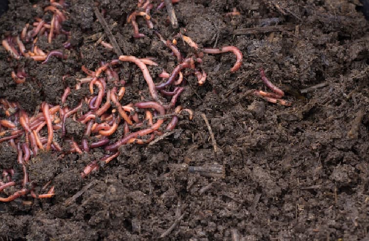Natural Farming:  Do you know worms are the farmer's biggest friend in natural farming check details Natural Farming: પ્રાકૃતિક ખેતીમાં ખેડૂતના સૌથી મોટા મિત્ર છે આ કીડા, ઓળખાય છે ખેડૂતના કુદરતી હળ તરીકે, જાણો વિગત