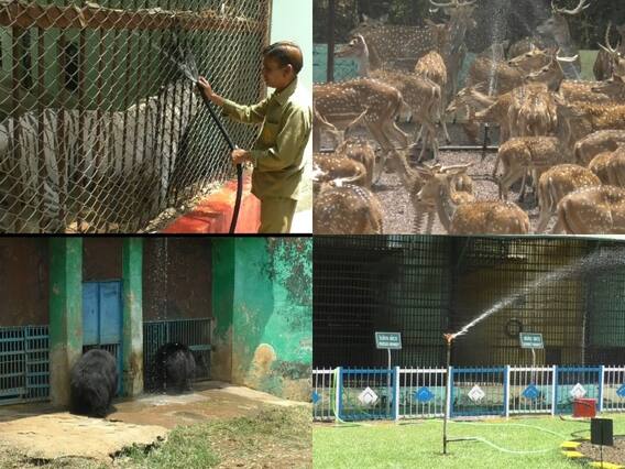 Durg News: भीषण गर्मी से जानवरों को बचाने के लिए मैत्री बाग चिड़ियाघर में विशेष इंतजाम, देखें तस्वीरें Durg News: भीषण गर्मी से जानवरों को बचाने के लिए मैत्री बाग चिड़ियाघर में विशेष इंतजाम, देखें तस्वीरें