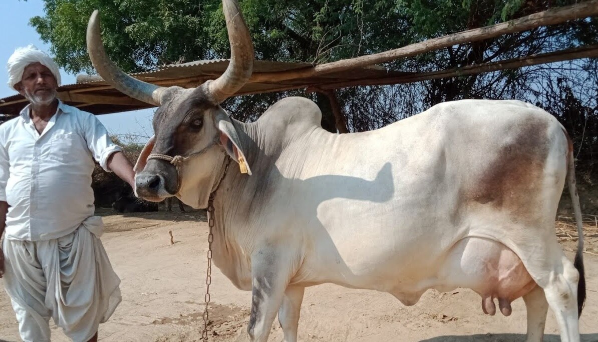 PM Modi Gujarat Visit: પીએમ મોદીએ દિયોદરમાં બનાસડેરીના લોકાર્પણ પ્રસંગે ઉલ્લેખ કરેલી કાંકરેજ ગાય  અને મહેસાણી ભેંસની શું છે ખાસિયત ?