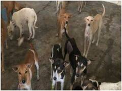 आवारा पशुओं के हमले से देश में हर रोज 3 लोगों को गंवानी पड़ रही अपनी जान