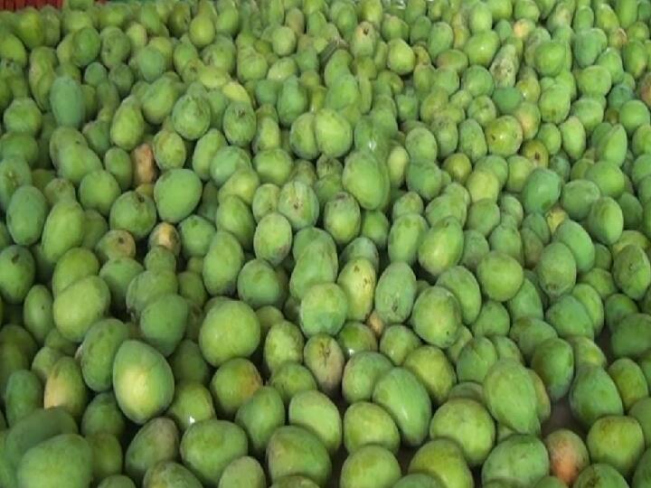 Salem: Mango Price will go up as supply is reduced from 50 tonnes to 70 tonnes Mango Price: சேலத்தில் 50 முதல் 70 டன் வரை மாம்பழ விளைச்சல் குறைவு - மாம்பழங்கள் விலை உயரும் அபாயம்